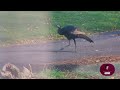 🎄Vlogmas Episode 2🦌 Fables of Fall 🦃 Majestic Turkeys & Woodland Wonders🍁November's Embrace Vlogsmas