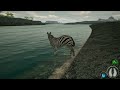 Primal Earth: Zebra