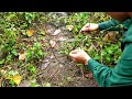 How to Set a Hare Trap | Simple, Extremely Effective | natural state tv