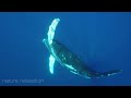 11 HOURS Stunning 4K Underwater footage + Music | 