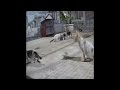 🤣😹 Funniest Cats and Dogs 😅🐱 Funniest Animals 2024 #16