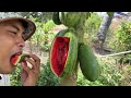 It is unthinkable that using this technique can reproduce papaya trees with fruit watermelon 100%
