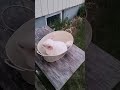 Slowmo chinchilla dust bath