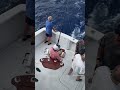 550lbs blue marlin caught off the coast of hawwaii **raw footage**