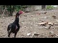 Bangkok Thai Chicken, Most Wanted For Fighting Chickens