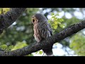 Barred Owls 5