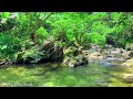Turquoise Stream, Green Forest, Chirping Birds, Pleasant Sounds for Sleep, Relaxation and Meditation