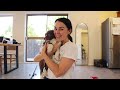 HOW TO TRAIN A NEW PUPPY - 8 week old border collie puppy