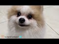FUNNIEST VIDEO CATS & DOGS 2024🐶🐱 | BEST VIDEO ANIMALS EP 4😍😂