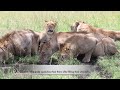 The strong lions of the rongai pride easily took down a buffalo and defended it against the herd