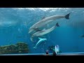 [Hakkeijima Sea Paradise] I went to see beluga whales