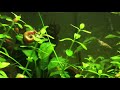 7 Tips for Growing Freshwater Plants in an Aquarium