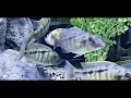 UNBOXING 5 FULL COLOR AFRICAN CICHLID MALES (ONE IS A MONSTER)