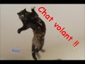 Chats volants !!