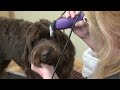 Labradoodle Grooming with WAHL KM5 Clipper