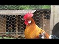 Nha Red Junglefowl