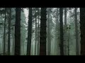 Rain and Bird Sounds in the Forest (White Noise) | Study, Sleep, Rest