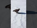 Eagle steals mans whitefish