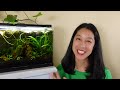 STOP Killing Your Aquarium Plants | 10 Easy Mistakes to Avoid