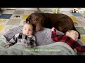 Chocolate Lab is the Best Big Sister in the World | The Dodo