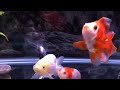 Thai's Ranchu ; Oranda ; Ryukin and short body red cap collection 4:)