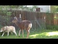 Deer attacks Dog - Husky vs Deer