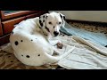 こどもの日【黒ラブとダルメシアン】｜Children's Day (national holiday; May 5th)【Black Labrador Retriever & Dalmatian】