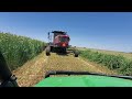 Cutting our monster triticale