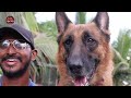 Dog Training | Basic Commands | How to Train a Puppy | Dog Training Tamil | Dogs Playing | Gsd Dog