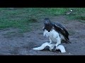 Martial Eagle Killing Sacred Ibis