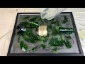 Arte moderna spaccando una bottiglia di champagne su un quadro nudo in Sughero e aggiungendo Resina