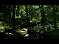 Gentle Water Sounds for Sleeping, Bird Chirping Sounds Relaxing [Camping, Bathing in Streams, ASMR]