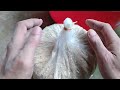 Pakan Ayam Murah Kejar Bobot || Versi III
