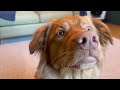 Top 6 Reasons I Love My Toller - Top Reasons to Get a Toller Nova Scotia Duck Tolling Retriever