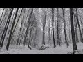 Virtual Drive Through The Snow Covered Forest