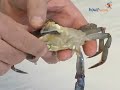 How to Clean a Soft Shell Crab