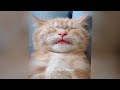 The Most Dramatic Dogs and cats are Waiting for You here!😻🐶FUNNIEST Animal Videos 2024🤣