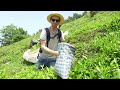 Daily Life:  A day in the life of an Afghan tea picker SE1E36