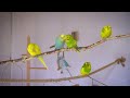 1 Hour of Budgie Spring Symphony! Bring Joy to Your Budgie with Natural Sounds
