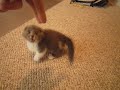 Scottish Fold munchkin