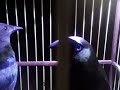 chim của tôi các bạn ơi, 2 con 1 con chim nhung