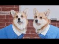 The Joyful Playfulness of Pembroke Welsh Corgi Companionship