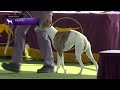 Whippets | Breed Judging 2023