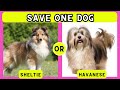 🐶 Pick the Cutest Dog Challenge: 100 Different Breeds...Lion Quiz