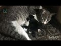 My cat gives birth to three new kittens in new year 2023 | Family Cats