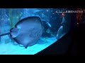 Lotte World Aquarium