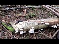 Mushroom/fungi hunting