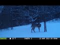 06/23/2024: Trail Cam Captures #53: Coyote, Fox and Deer, Oh My!