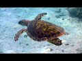 Under Red Sea 4K - Sea Animals for Relaxation, Beautiful Coral Reef Fish in Aquarium - 4K Video