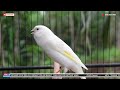Kenari GACOR‼️ Masteran Burung Kenari PAUD dan Pancingan Kenari MACET BUNYI ( EPISODE 1491}